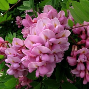 Саженец акации розовой (Робинии) Макрофилы (Macrophylla)