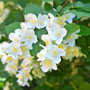 Саженец чубушника Бейли Карзел (Bialy Karzel)
