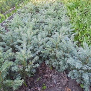 Саженец Ели Голубой Глаука (Glauca) 20-40 см