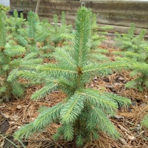 Саженец Ели Голубой Глаука (Glauca) до 20 см