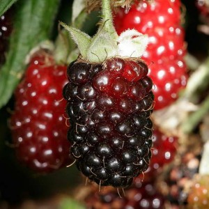 Саженец красной ежемалины Техас (Tehas)