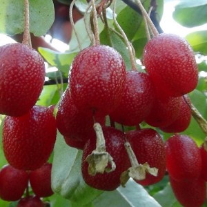 Саженец гуми Таиса