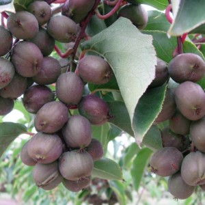 Саженец киви Иссаи  (Issai)