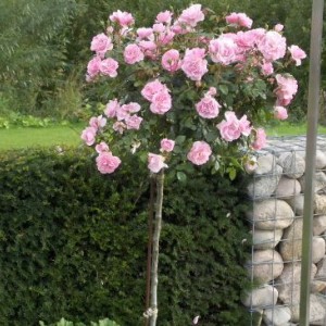 Саженцы штамбовой розы (3 шт. ) Роза Боника (Bonica)