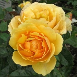 Саженцы штамбовой розы (3 шт. ) Роза Эмбер Куин (Amber Queen)