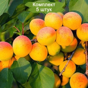 Саженцы Абрикоса Хабаровского (обычного) -  комплект 5 шт.