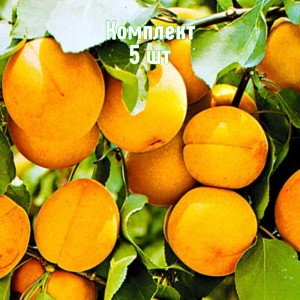 Саженцы абрикоса Шиндахлан - комплект 5 шт.