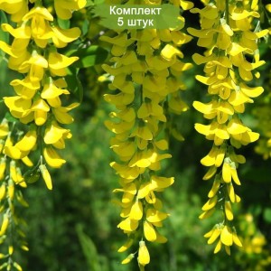 Саженцы акации (Караганы) Уссурийской (Ussuriensis) -  комплект 5 шт.