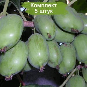 Саженцы актинидии Киевской крупноплодной -  комплект 5 шт.