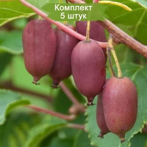 Саженцы актинидии женской Надия -  комплект 5 шт.