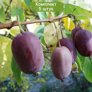 Саженцы актинидиии Женской Сиреневый туман  -  комплект 5 шт.