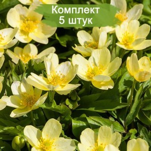 Луковицы анемоны Липсиенсис -  комплект 5 шт.