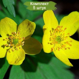 Луковицы анемоны Лютичная (Ranunculoides) -  комплект 5 шт.