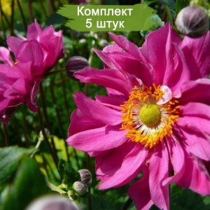 Луковицы анемоны Маргарет (Margaret) -  комплект 5 шт.