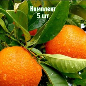 Саженцы апельсина Королек - комплект 5 шт.