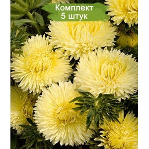Саженцы астры желтой Королевский размер -  комплект 5 шт.