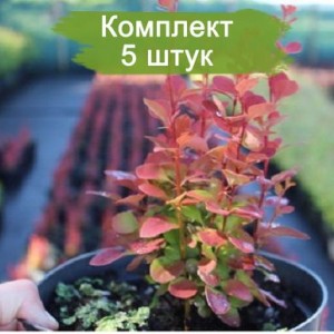 Сеянцы Барбариса Тунберга (до 20 см) -  комплект 5 шт.