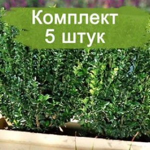 Саженцы бересклета Грин Спайр (Green spire) -  комплект 5 шт.