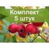 Саженцы Боярышника Барыня -  комплект 5 шт.