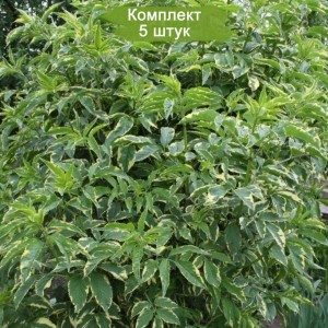Саженцы бузины чёрной Вариегата (Variegata) -  комплект 5 шт.