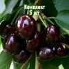 Саженцы черешни Дагестанка - комплект 5 шт.