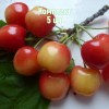 Саженцы черешни Краса Кубани - комплект 5 шт.
