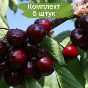 Саженцы черешни Подарок Степанову -  комплект 5 шт.