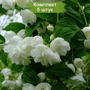 Саженцы чубушника (жасмина садового) (20-25 см.) -  комплект 5 шт.