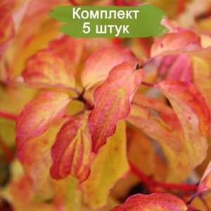 Комплект 5шт
 / Дерен кроваво-красный Анна Винтер Оранж
