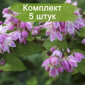 Саженцы дейции Турбилон руж (Tourbillon Rouge) -  комплект 5 шт.
