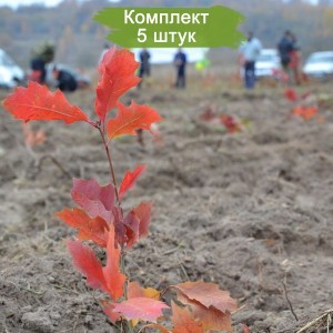 Саженцы дуба Красного 20-40 см -  комплект 5 шт.