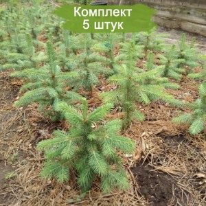 Саженцы Ели Европейской 20-40 см -  комплект 5 шт.