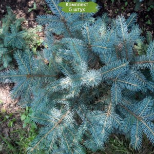 Саженцы Ели Голубой Мисти Блу (Misty Blue) 20-40 см -  комплект 5 шт.