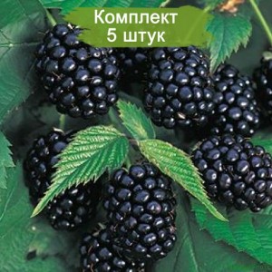 Саженцы ежемалины Бойсенберри (Boysenberry) -  комплект 5 шт.