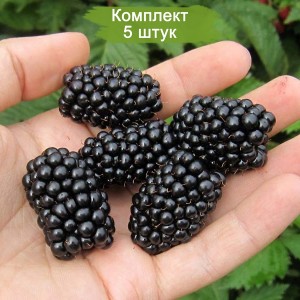 Саженцы ежевики Чачанска Бестрна -  комплект 5 шт.