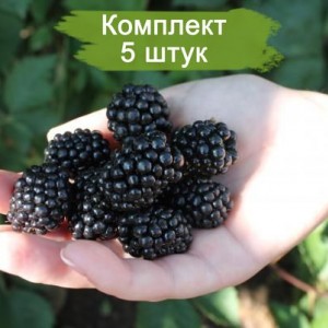 Саженцы ежевики Прайм Арк Фридом (Prime Ark Freedom) -  комплект 5 шт.