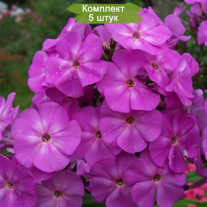 Саженцы флокса Аметист (Amethyst) -  комплект 5 шт.