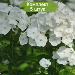 Саженцы флокса Архангел -  комплект 5 шт.