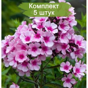 Саженцы флокса Брайт Айз (Bright Eyes ) -  комплект 5 шт.