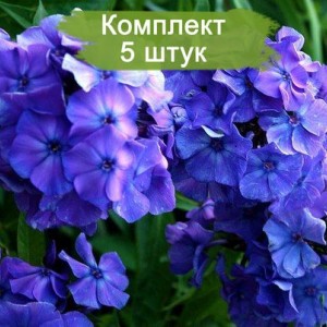 Саженцы флокса метельчатего Блу Бой (Blue Boy) -  комплект 5 шт.