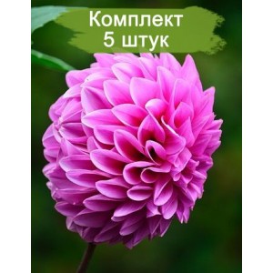 Клубни георгина Лаки Намбер (Lucky Number) (декоративная) -  комплект 5 шт.