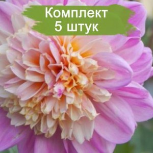Клубни георгина Ламбада (Lambada) -  комплект 5 шт.