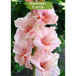 Луковицы гладиолуса Богиня Любви -  комплект 5 шт.