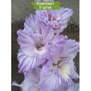 Луковицы гладиолуса Голубая Метель -  комплект 5 шт.