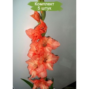 Луковицы гладиолуса Примадонна -  комплект 5 шт.