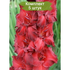Луковицы гладиолуса Рубиновый Браслет -  комплект 5 шт.