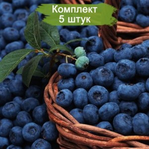 Саженцы голубики Блюкроп (Bluecrop) -  комплект 5 шт.