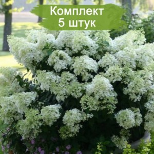 Саженцы гортензии метельчатой Бейби Лейс (Baby Lace) -  комплект 5 шт.