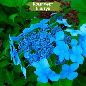 Саженцы гортензии крупнолистной Блюберд (Blue Bird) -  комплект 5 шт.