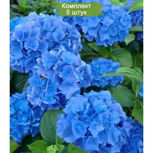 Саженцы гортензии крупнолистной Блю Вондер (Blue Wonder) -  комплект 5 шт.
